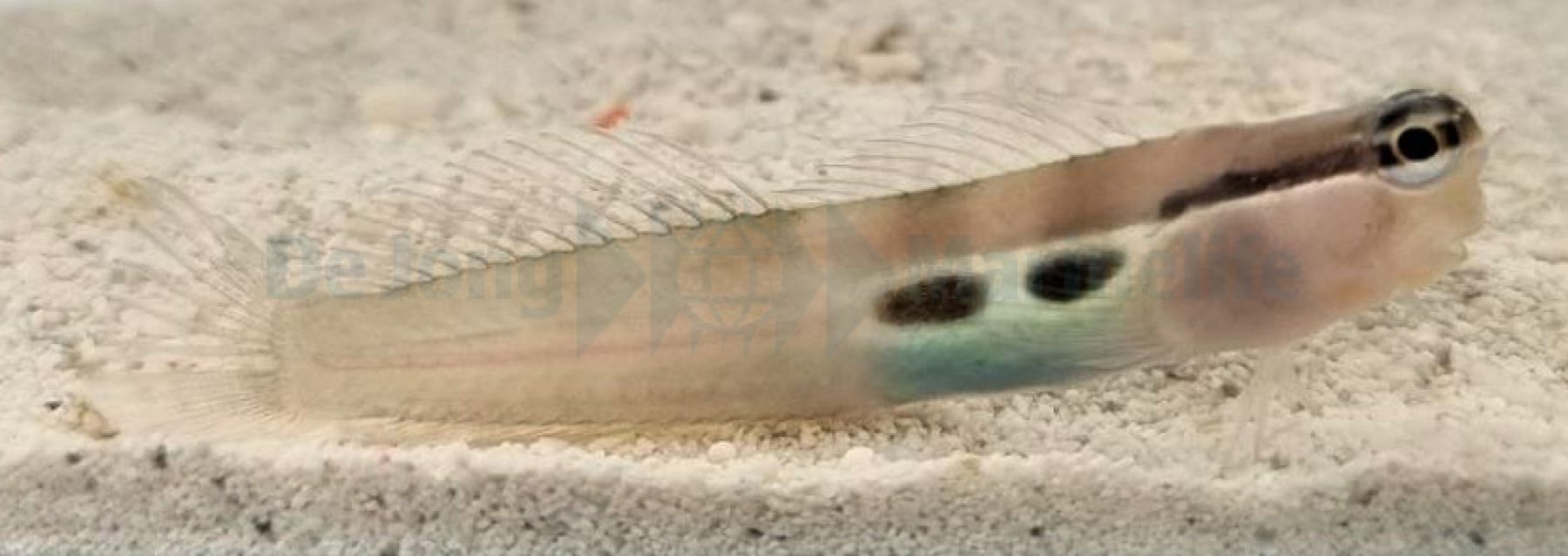 Ecsenius bimaculatus - Gestreifter Schleimfisch - Zweipunktblenni